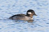 Bufflehead